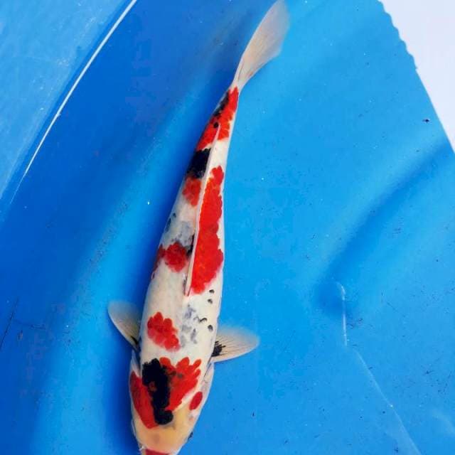 Kindai sowa30cm jantan