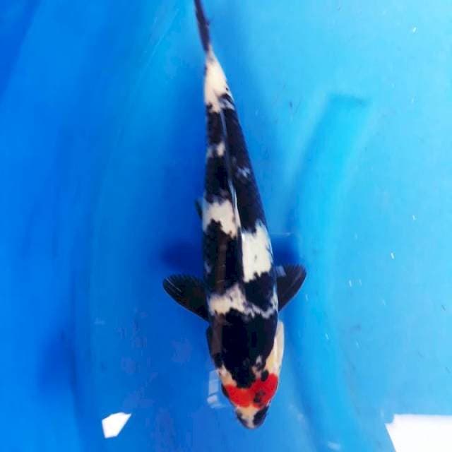 Tc sowa 30cm jantan