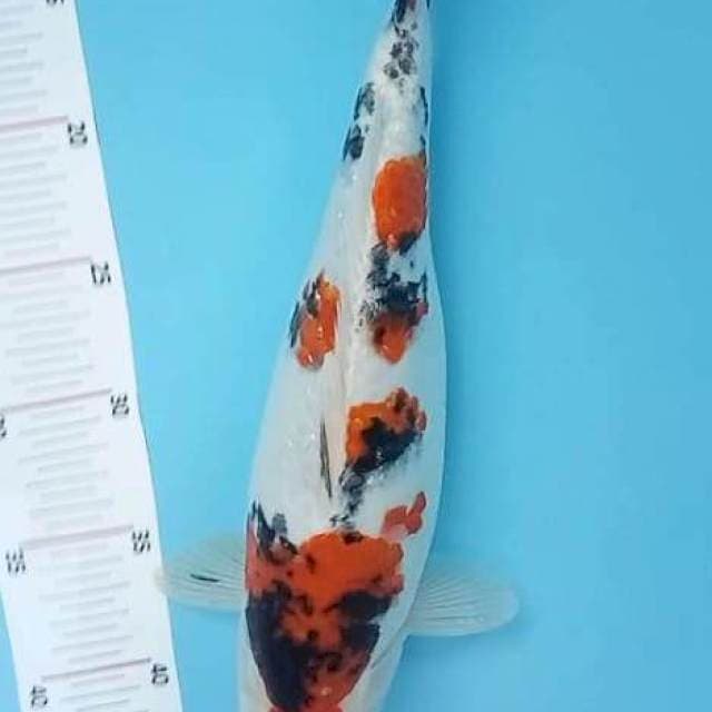 Sanke 36cm