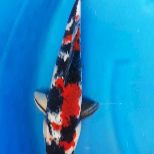 Kage sowa 38cm jantan