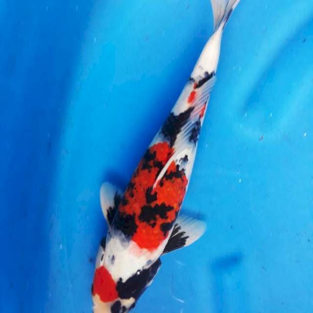 Maruten sowa hq 30cm
