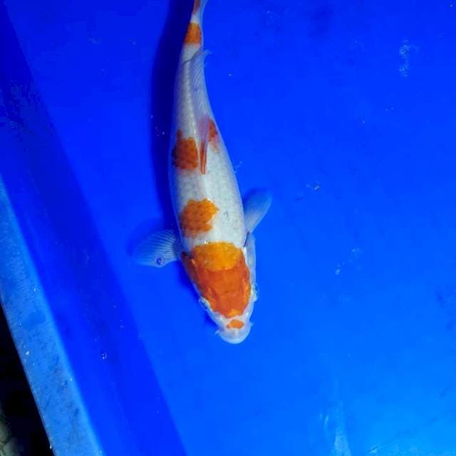 Kohaku 23 cm