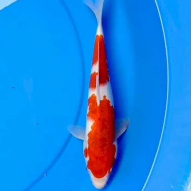 28cm AI GOROMO