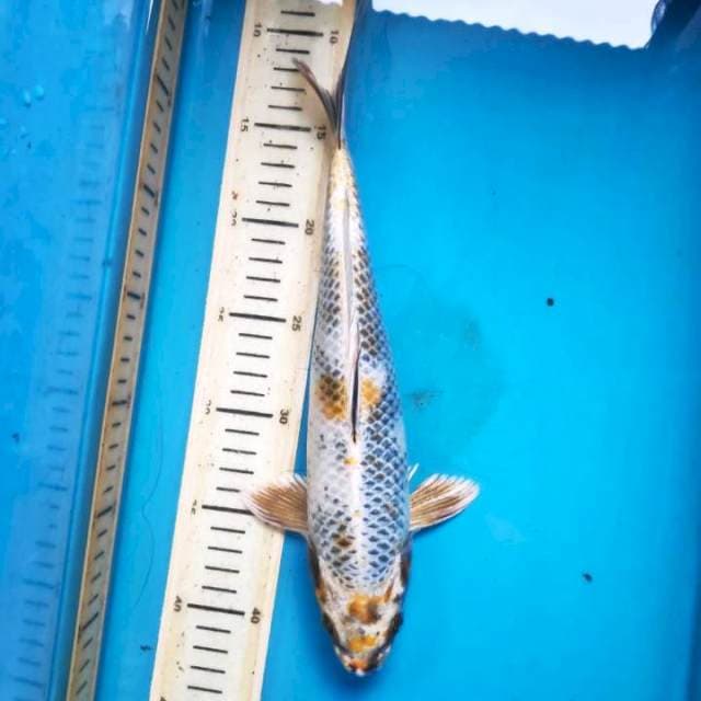 Kin showa 31cm sirip sobek