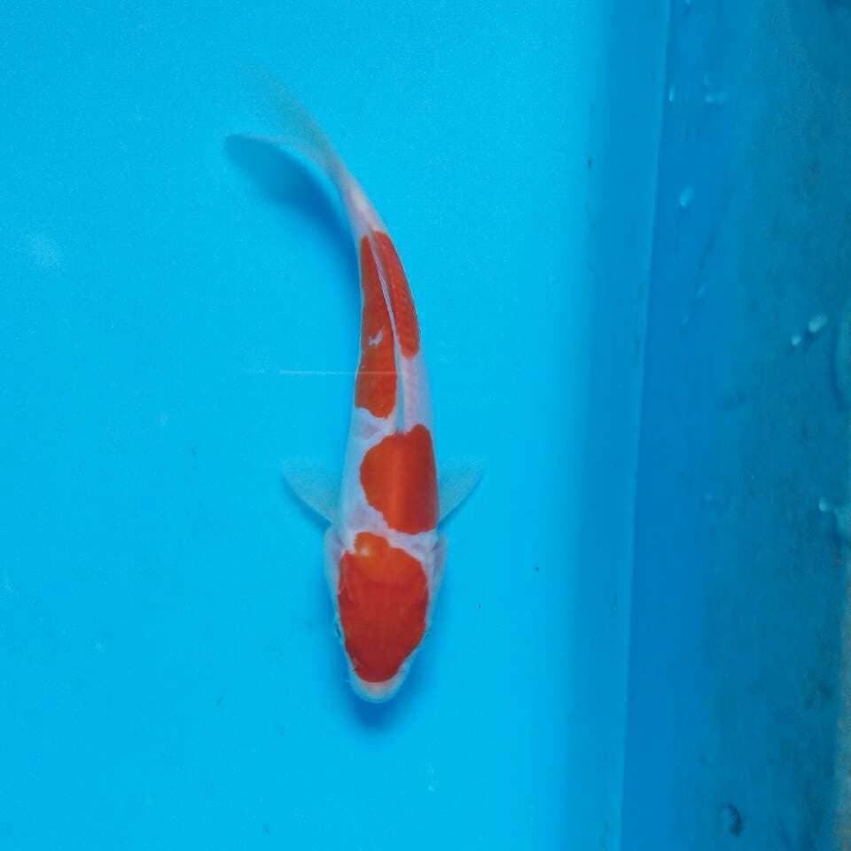 Kohaku doitsu