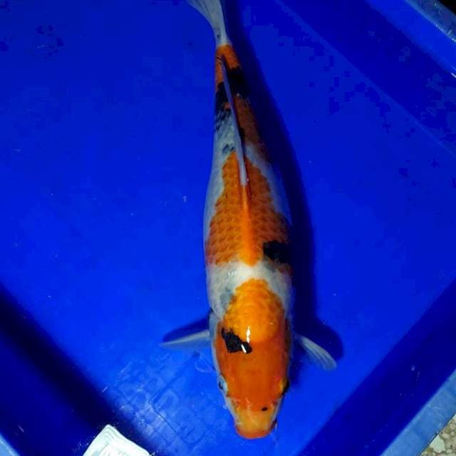 Showa 39 cm