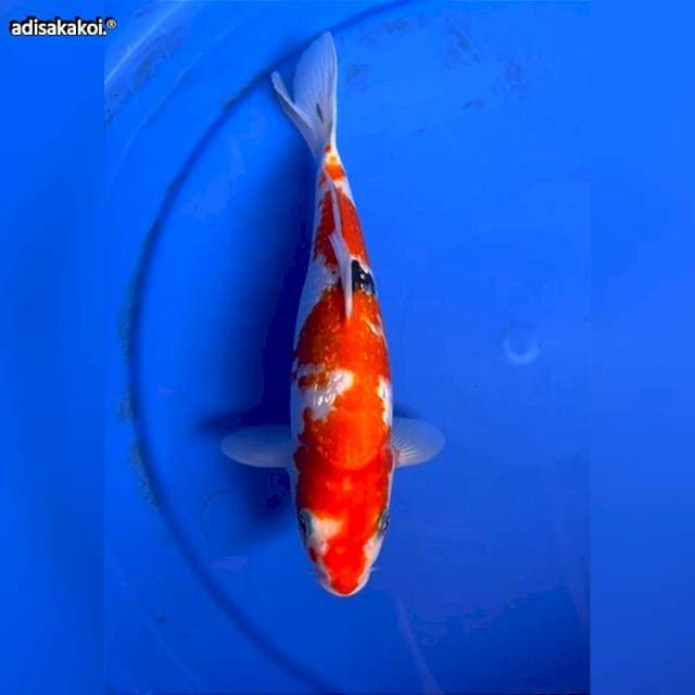 SANKE GINDRIN 24CM