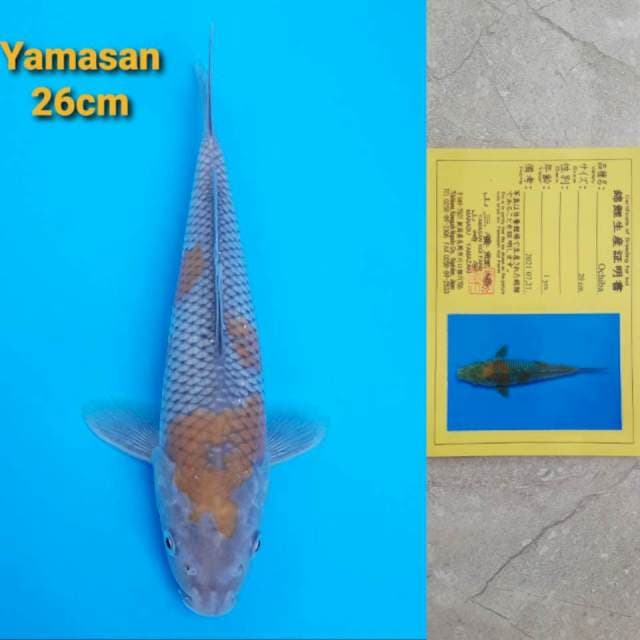 Yamasan Ochiba Certi