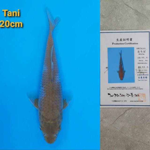 Tani Ochiba Certi