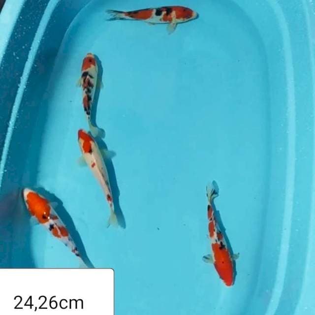 ✔️5e sanke 24_25cm