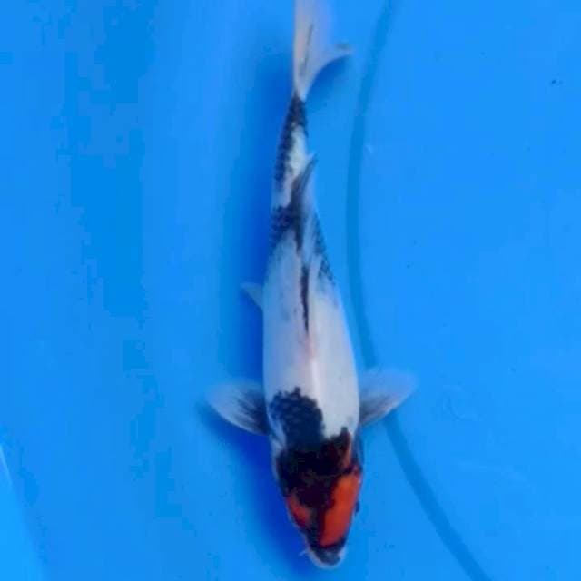 19cm TANCHO SHOWA