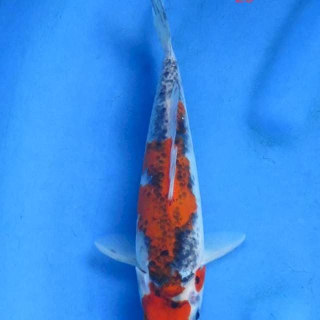 Goshiki ori 25cm