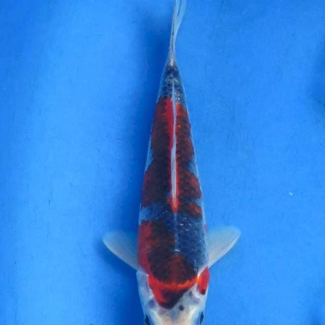 Goshiki ori 22cm