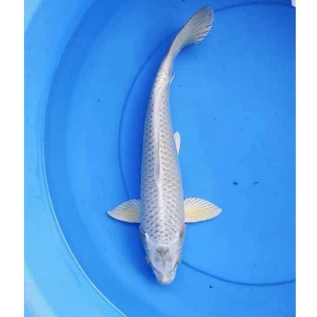Gin Matshuba 36 cm male