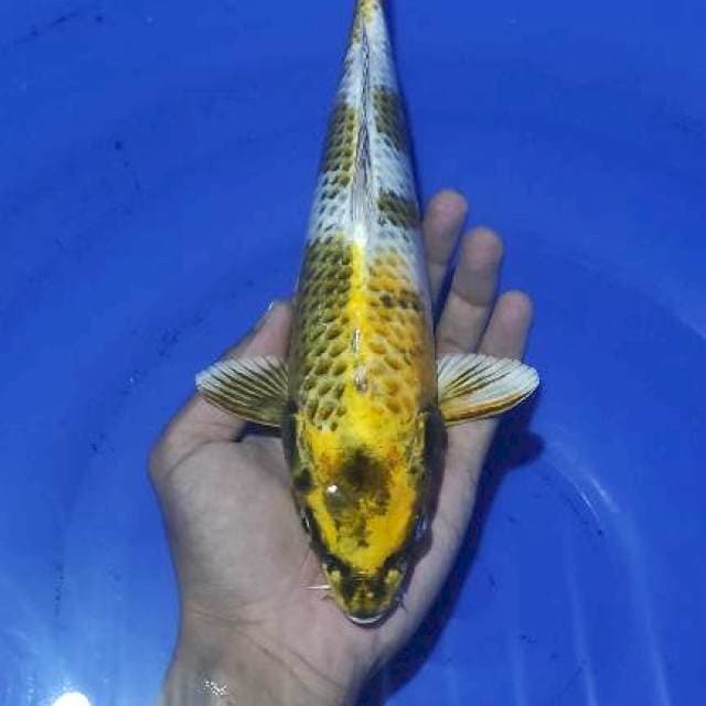 Kin Showa 28cm