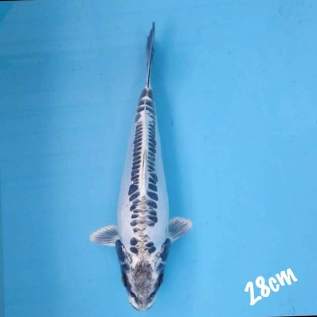 Kikokuryu 28cm