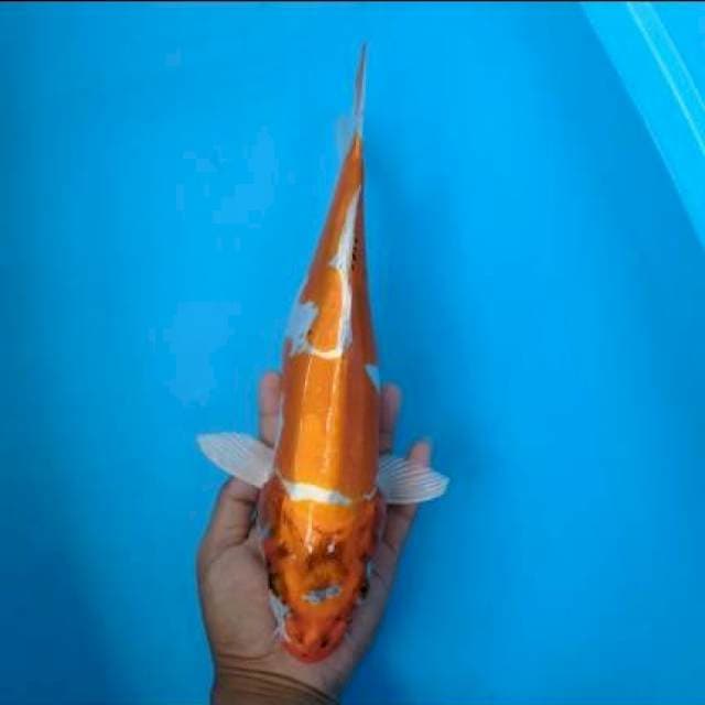 Kiko 38cm