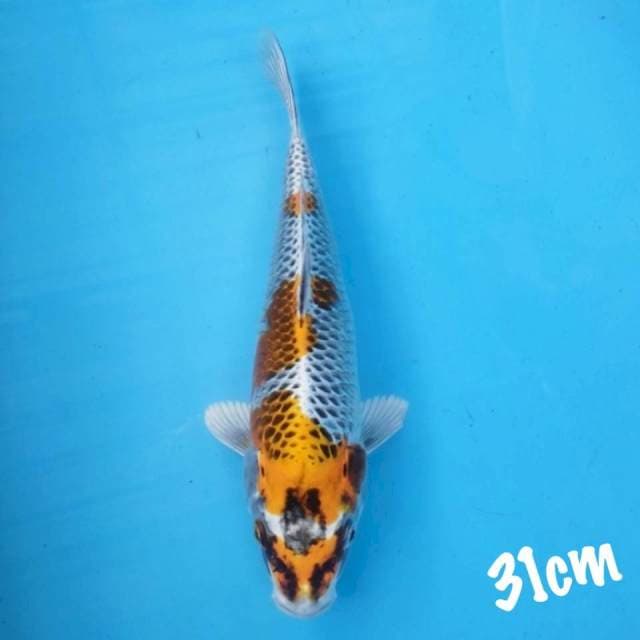 Kojaku 31cm