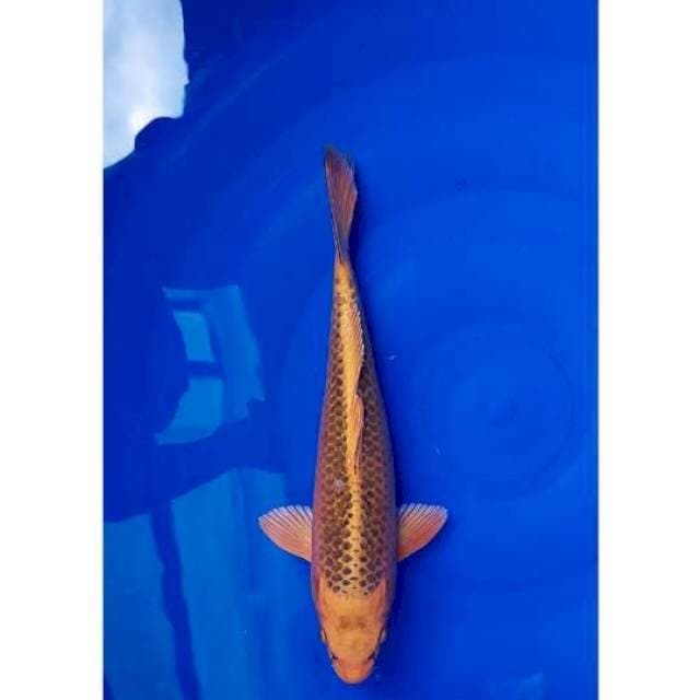Kin Matsuba 32cm (M)