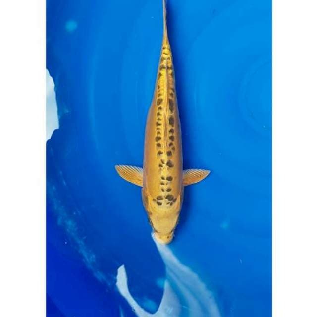 Kin Kikokuryu 34cm (M)