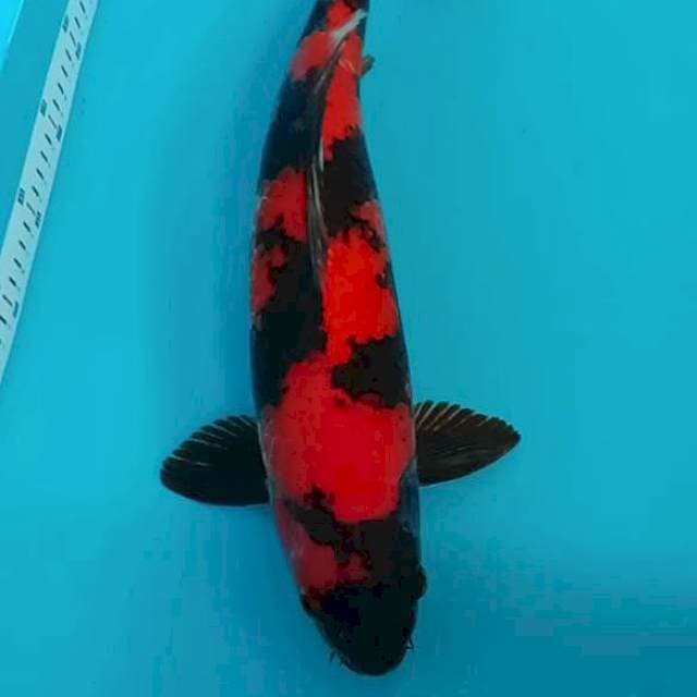 Hiutsuri male 46cm