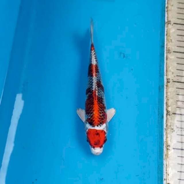 Beni Gingga 20cm