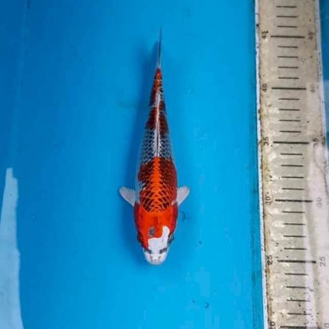 Beni Gingga 20cm
