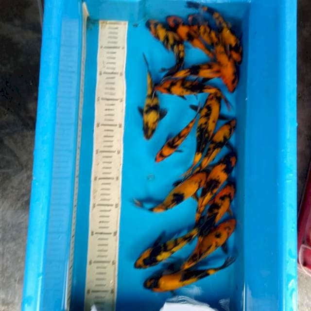 Paket mix utsuri