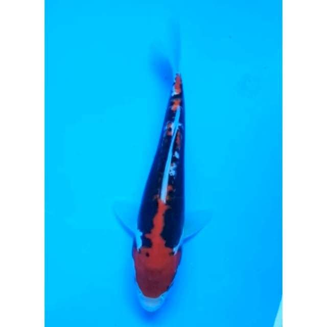 BENI KUMONRYU 17 Cm