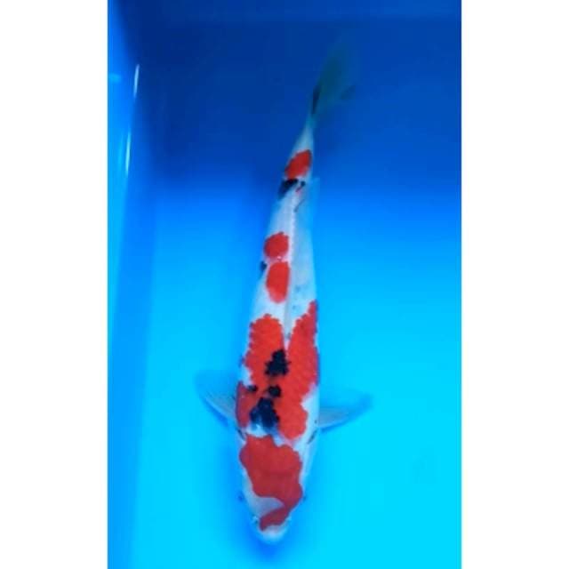 RED SANKE JANTAN 28 Cm