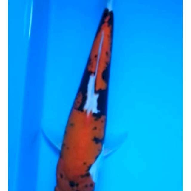 BENI KUMONRYU 23 Cm