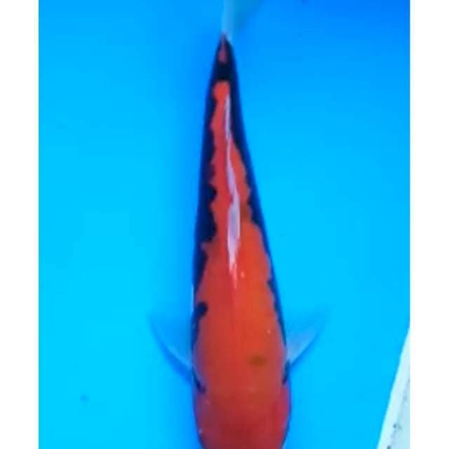 BENI KUMONRYU 22 Cm