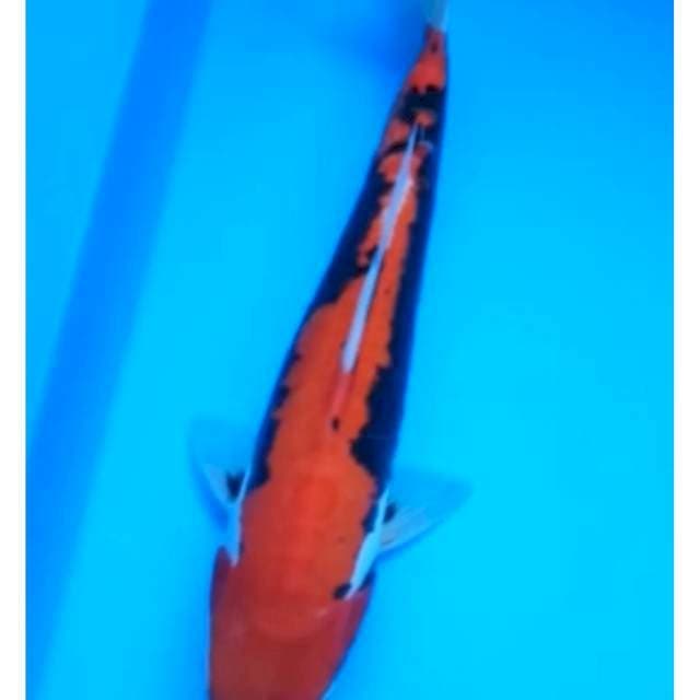 BENI KUMONRYU 23 Cm