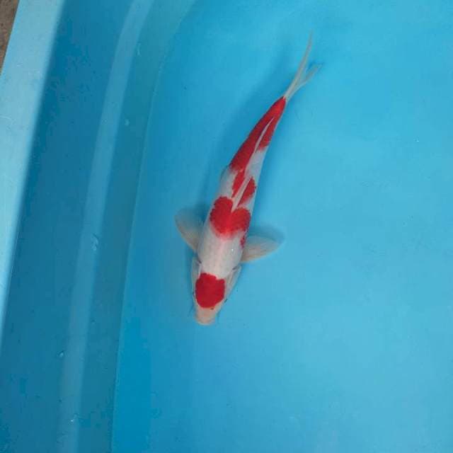 Maruten kohaku
