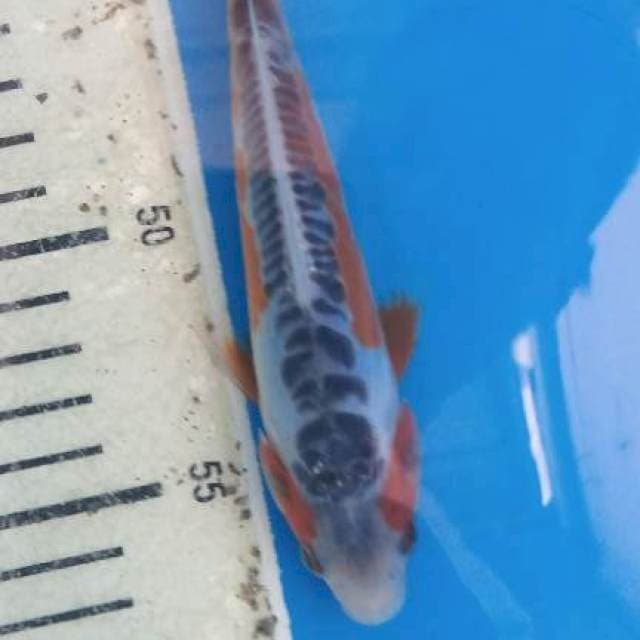 Susui 16cm