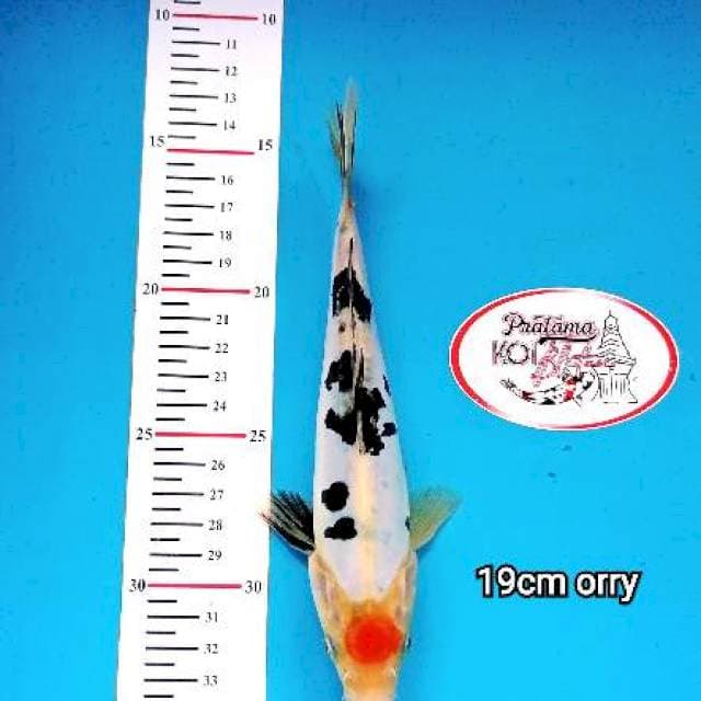 TANCHO SHOWA 19cm ORRY