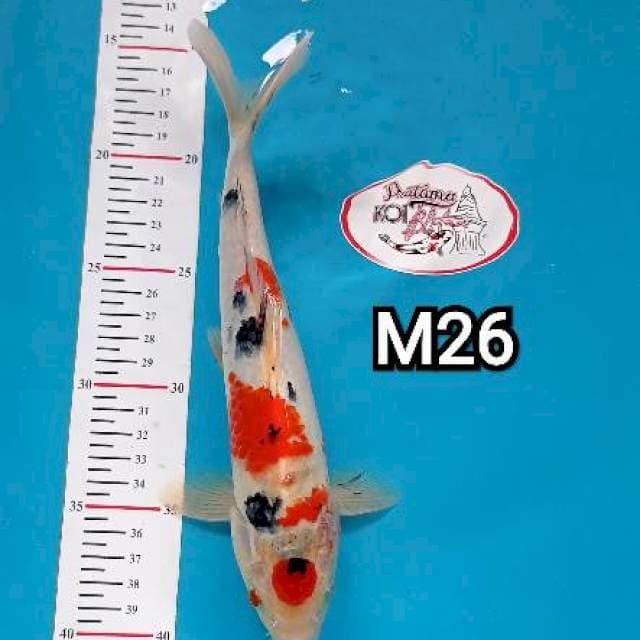 MARUTEN SANKE 26cm