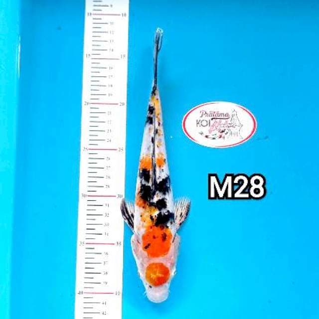 MARUTEN KIN-SHOWA 28 CM