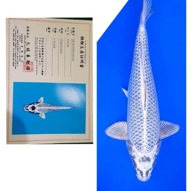 Mukasi Ogon Marusei
