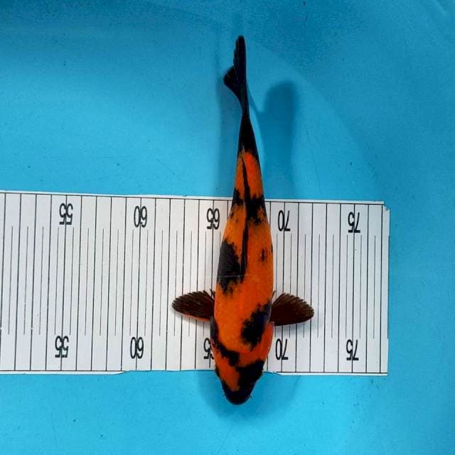 Hiu