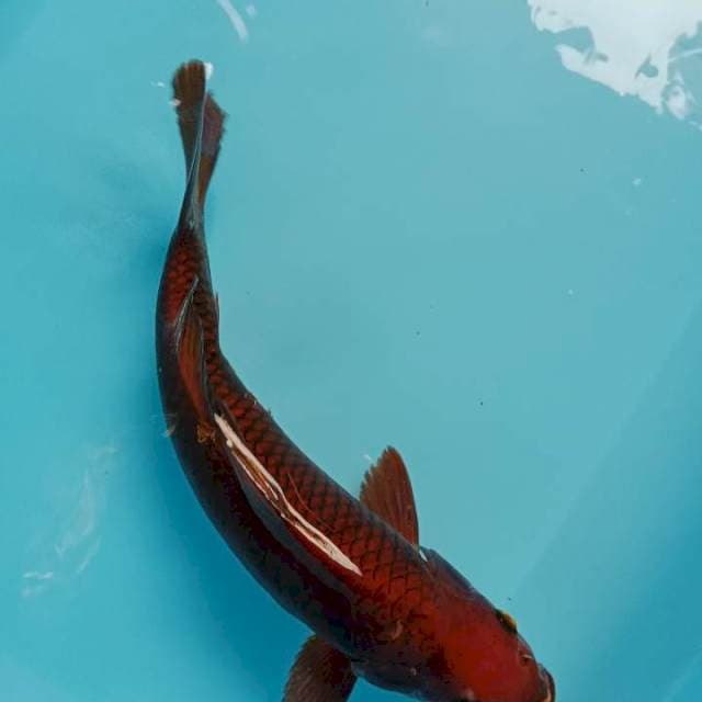 Chagoi
