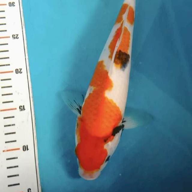 Showa motogoro 30cm