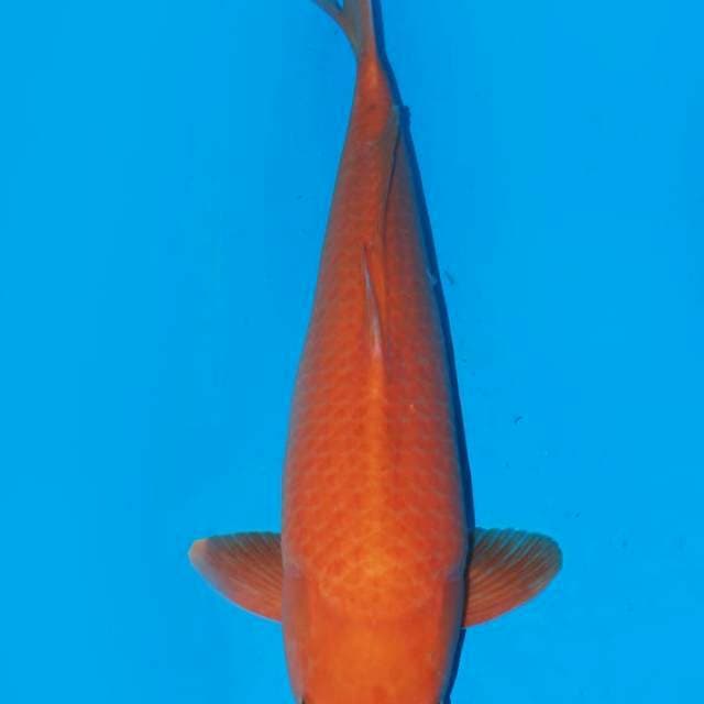 Red karashi body badak 53cm Male cocok buat pejantan