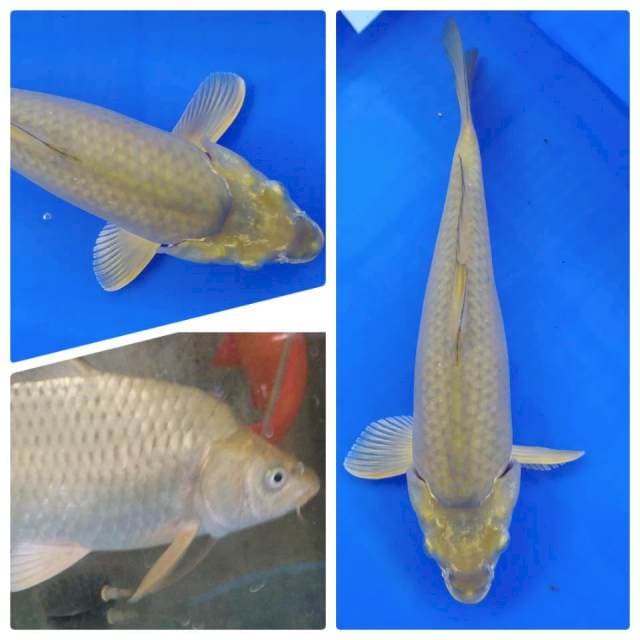Midori punuk 31 cm