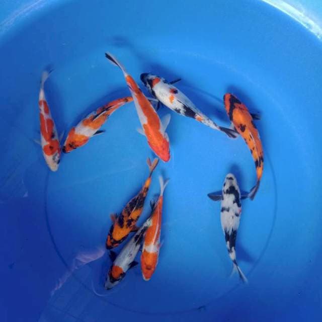 Paket mix 9ekor