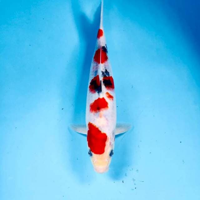 Sanke, male 27 cm