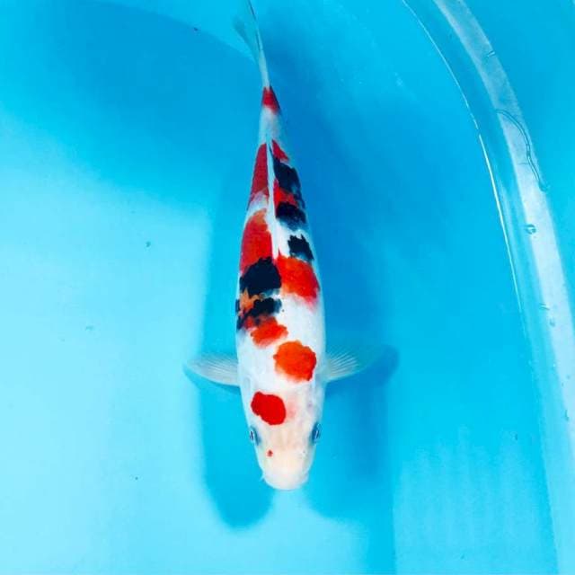 Sanke, male 28 cm