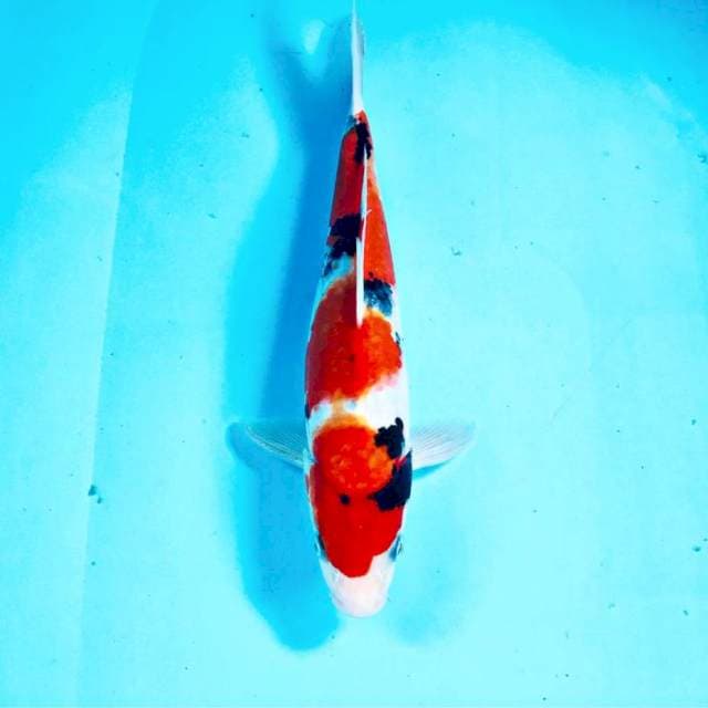 Sanke, male 27 cm