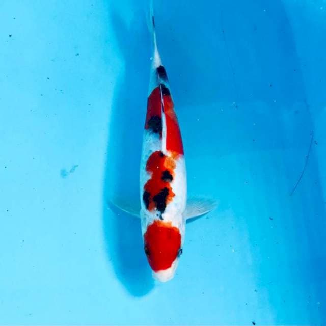 Sanke, male 25 cm