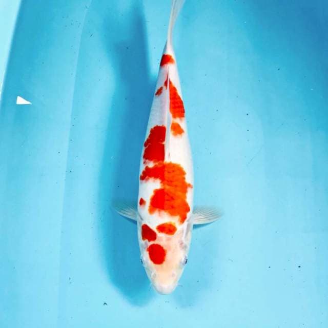 Kohaku, 32 cm